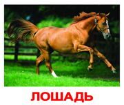 Лошадь new