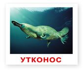 utkonos2