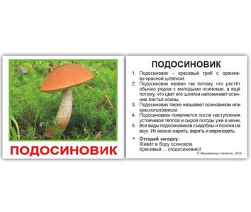 mushrooms_rus_01_1