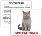 cat_rus_02_mini