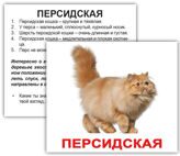 cat_rus_01_mini