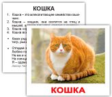 koshka-общая