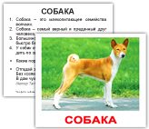 sobaka-общая