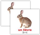 zayac_fr_rus_02